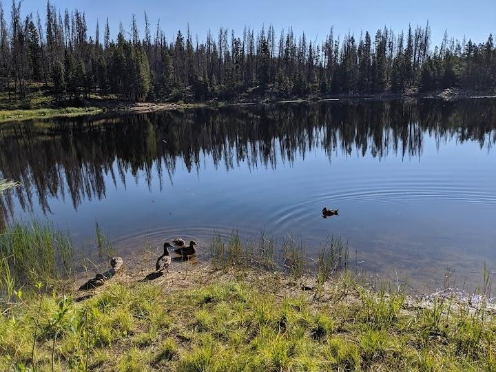 Lily Pad Lake Trail Head